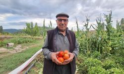 Evde bulduğu ata tohumlarıyla domates üretti