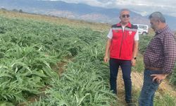 Aydın’da enginar hasadı için geri sayım başladı