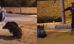 Söke’de yaban domuzunu iple yakaladı