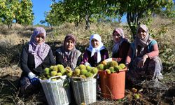 Kestanede hasat başladı, fiyat belli oldu