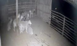 Koyunların karşısına çıkınca ahırda panik yaşandı
