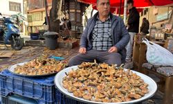 Mantar tezgaha çıktı, fiyatı belli oldu