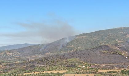 Yemyeşil dağlar siyaha döndü