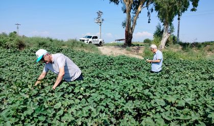 Aydın’da pamuk tarlalarında sevindiren gelişme
