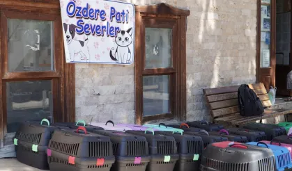 7 bin kediye mobil kısırlaştırma