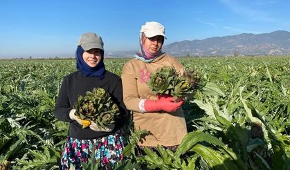 Aydın’da enginar hasadı yapıldı
