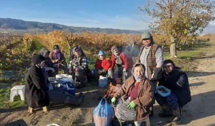 Üzüm bağları kadınlara emanet