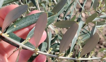 Aydın’da ekipler zeytin bahçelerinde