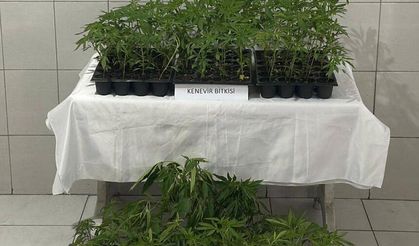 Bozdoğan’da 174 kök kenevir ele geçirildi