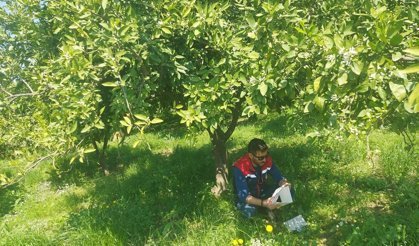 Koçarlı'da Akdeniz meyve sineği alarmı