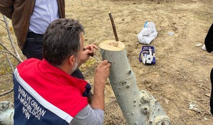 Koçarlı’da cevizler aşılanacak