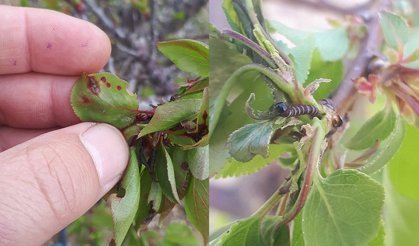 Meyve ağaçlarında hastalık çıktı