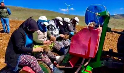Yıllardır atıl durumda olan tarım arazilerine ‘kekik’ ekimine başlandı