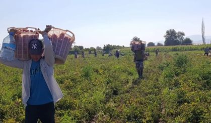 Aydın’da hasat zamanı