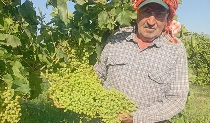 Dev salkımlar yola çıkıyor