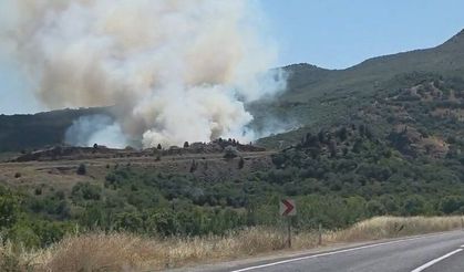 Tarlada başlayan yangın ormana sıçradı