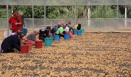 İncir üreticilerinden Bakanlığa çağrı: İşletmelerin ve tüccarların denetlenmesi lazım