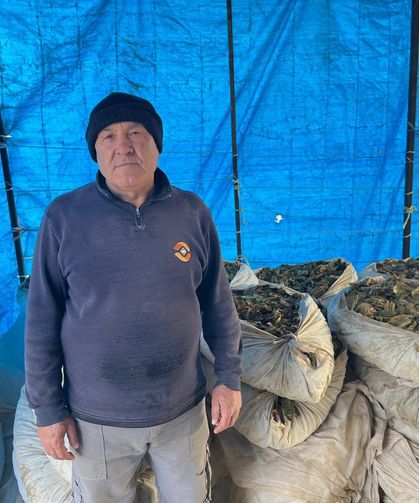 11 ay çalıştılar, hasat bitti, satış başlıyor