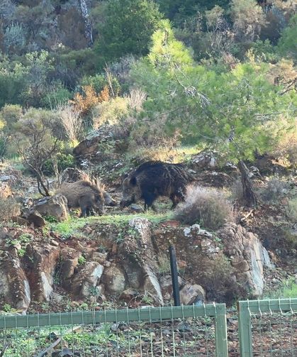 Domuzların yeni adresi mezarlıklar