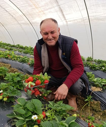 Kış çileğinin yanına yaklaşılmıyor, fiyatı belli oldu