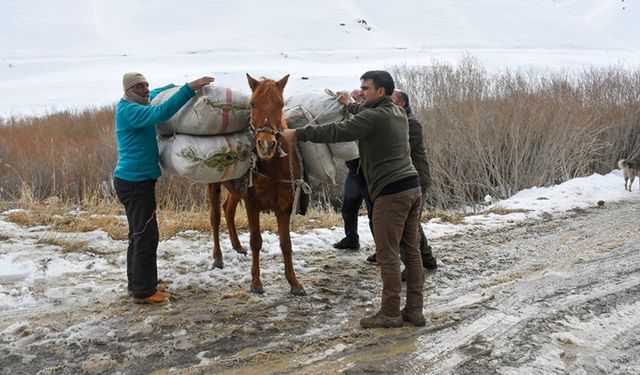 Yaban keçileri aç kalmasın diye dağlık alana atla yem taşıdılar