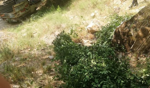 Aydın'da 3 kişi ormanlık alanda yakalandı
