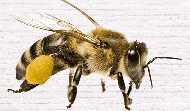Aydın'da arı denetimi