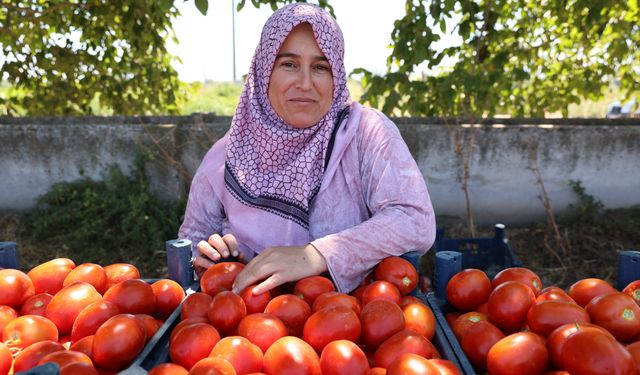 Aydın'da domates hasadı