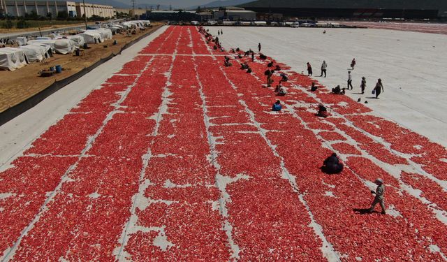 Binlerce ton domates tarlaya serildi
