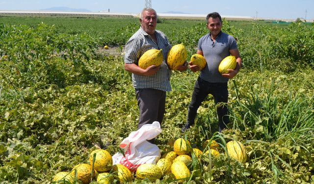 600 ton kavun, karpuzu dağıtacağını söyledi, duyan tarlaya koştu