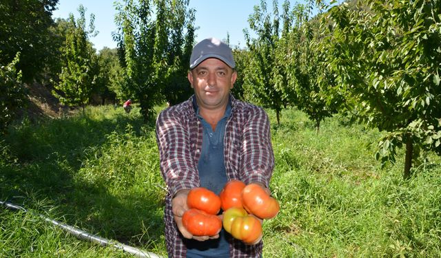 Aydın Nazilli'de domates hasadı