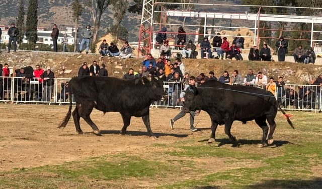 Aydın’da boğa güreşinde ilginç anlar