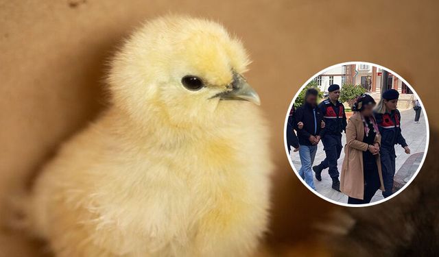Aydın’da ekipler kaçak çiftliğe baskın yaptı, 5 bin civciv itlaf edildi