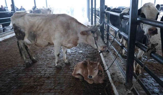 Aydın’da karantina başlatıldı