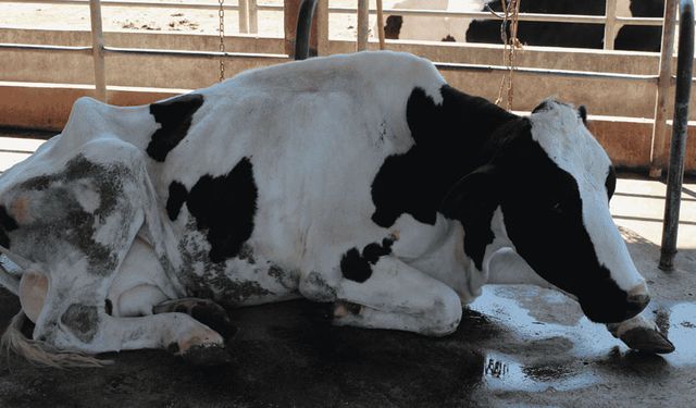 Aydın’da şap hastalığı alarmı.. Hayvan pazarı kapatıldı
