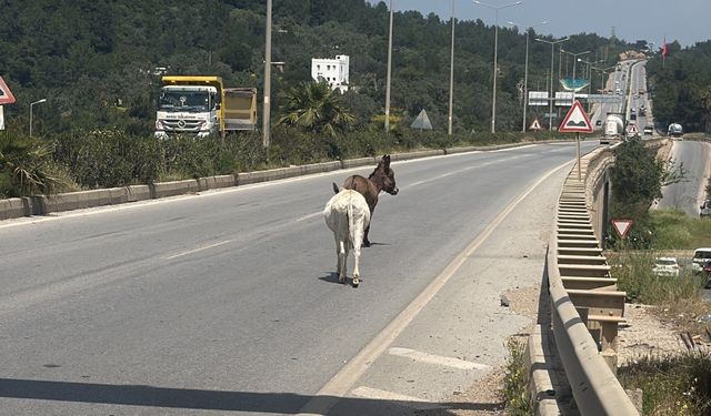 Muğla’da karayoluna çıkan eşekler radara yakalandı