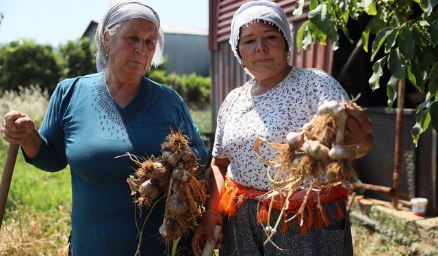 12 dişli sarımsak ilgi odağı oldu