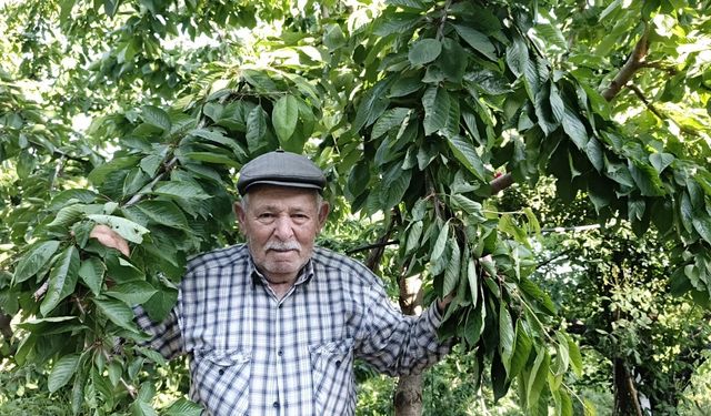 Aydın ve İzmir yaylalarından kötü haber.. Bu yıl hasret kalacağız