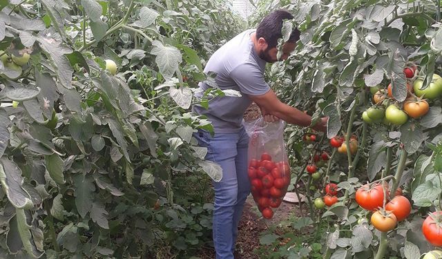 Aydın’da domates denetimi