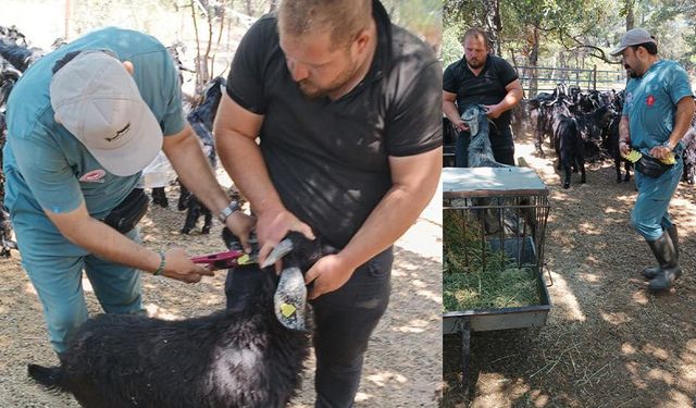 Aydın’da küçükbaş hayvanlar aşılanıyor