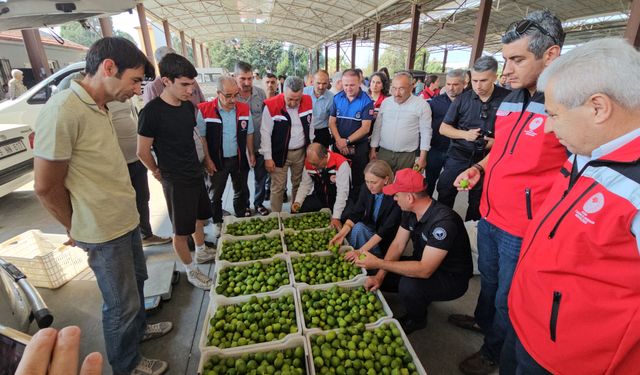 Aydın’da yetişen bu meyvenin eşi benzeri yok