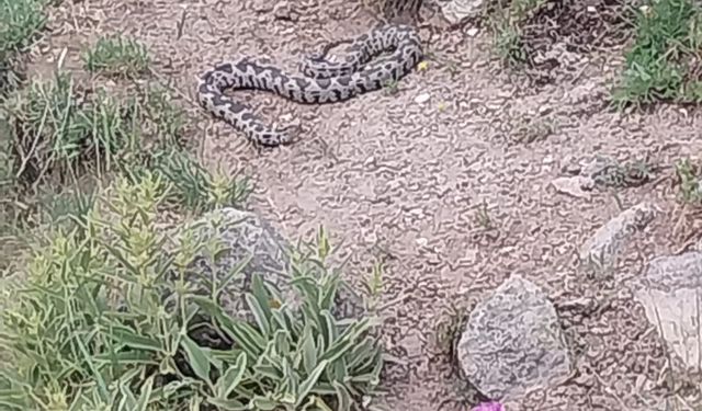 Engerek yılanı görüldü, aman dikkat
