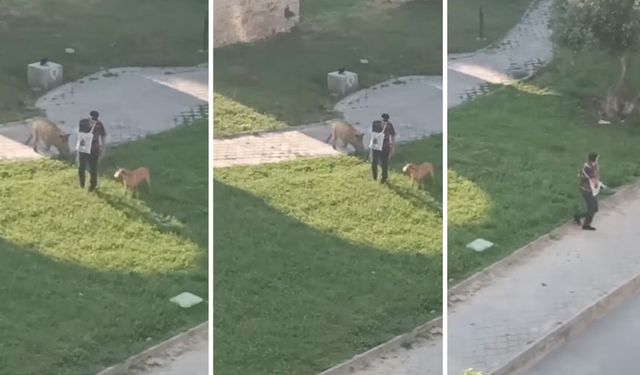 Kuşadası’nda yaban domuzu dehşeti.. Yaşlı adam ne yapacağını şaşırdı