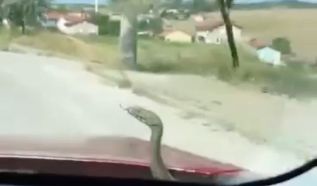 Yılanla göz göze geldi