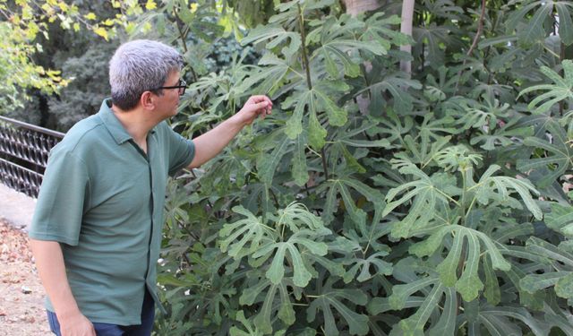 Aydın’da iklim değişikliği sorununa incirli çözüm