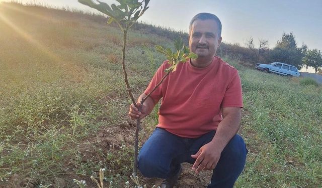 Sarılop incir üretimi yaygınlaşıyor