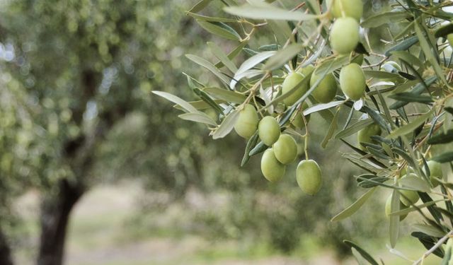 Aydın’da 100 yaşını aşan zeytinlik icradan satışa çıkıyor