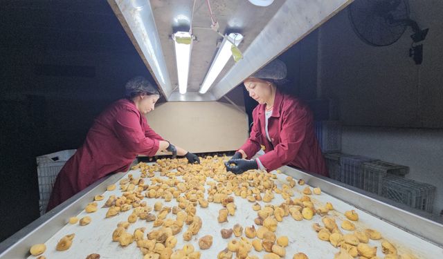 Aydın’da incirde aflatoksin ve okratoksin alarmı