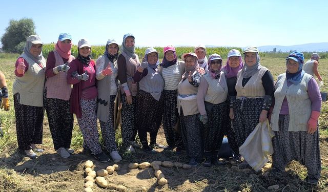 Patatesten iyi haber geldi