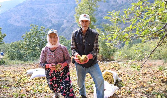 Aydın’ın dağlarında kestane telaşı başladı